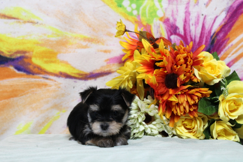 puppy, for, sale, Morkie, Matthew B. Stoltzfus, dog, breeder, Gap, PA, dog-breeder, puppy-for-sale, forsale, nearby, find, puppyfind, locator, puppylocator, aca